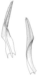 Bryoerythrophyllum recurvirostrum, stem leaves. Drawn from J.E. Beever 26-40, CHR 612374.
 Image: R.D. Seppelt © R.D.Seppelt All rights reserved